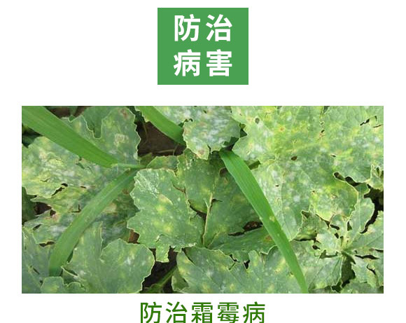 銀離子重茬根腐特抑劑-萬稼能-乾農(nóng)