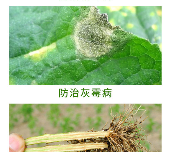 銀離子重茬根腐特抑劑-萬稼能-乾農(nóng)