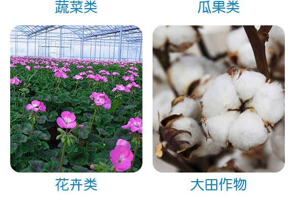 哈茨·枯草芽孢杆菌Q白_锈病专用）_05.jpg