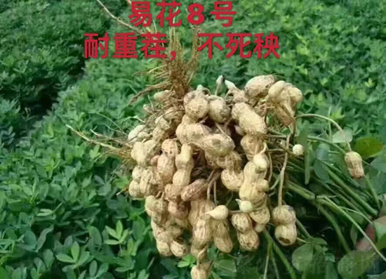 易花8號(hào)（原種）-花生種子-群帥農(nóng)業(yè)