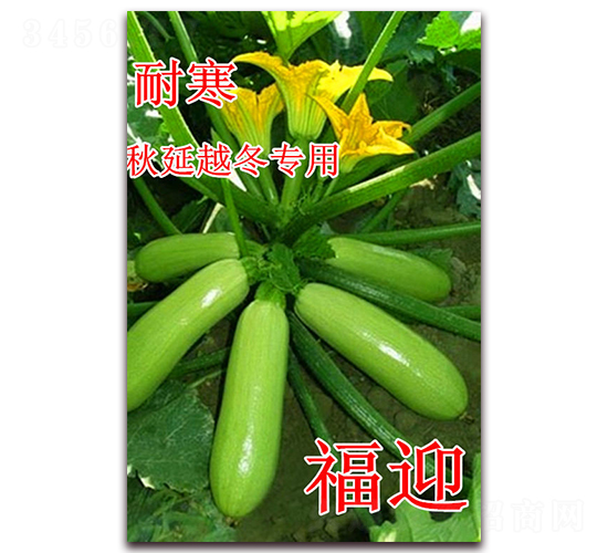 福迎-西葫蘆種子-冠盛農(nóng)業(yè)