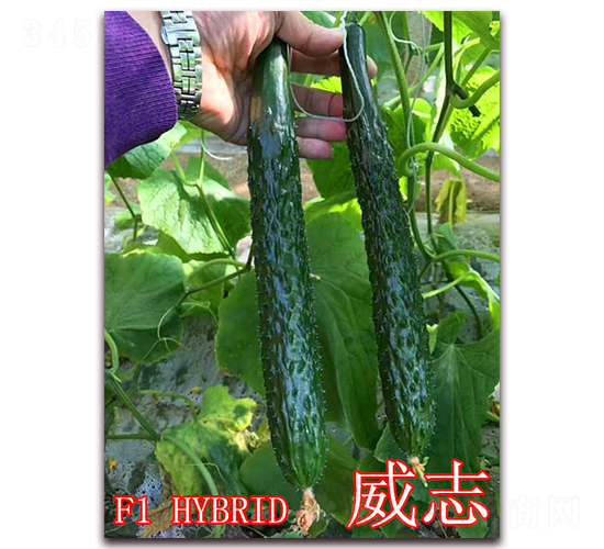 威志-黃瓜種子-冠盛農(nóng)業(yè)