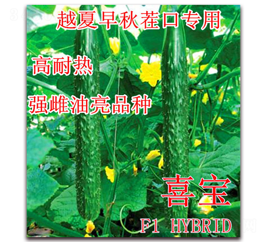 喜寶-黃瓜種子-冠盛農(nóng)業(yè)