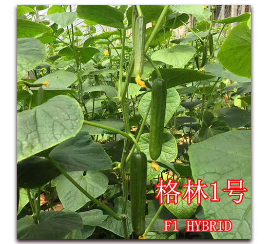 格林1號-黃瓜種子-冠盛農(nóng)業(yè)