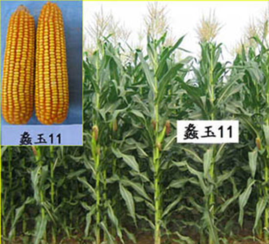 蠡玉11號(hào)-玉米種子-蠡玉