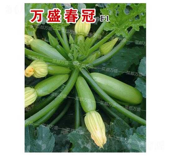 萬(wàn)盛春冠-西葫蘆種子-菜都萬(wàn)盛