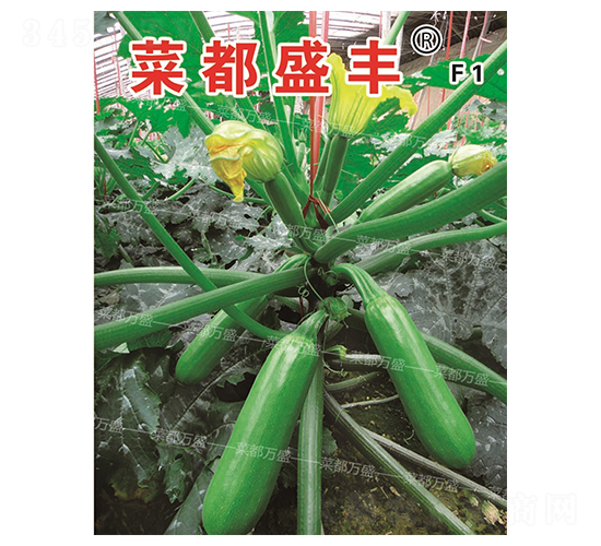 菜都盛豐-西葫蘆種子-菜都萬盛