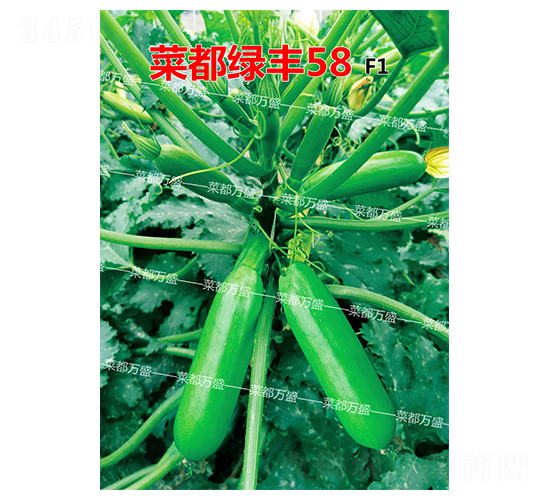 菜都綠豐58-西葫蘆種子-菜都萬盛