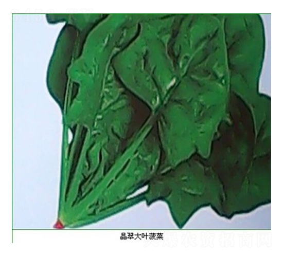 晶翠大葉菠菜-菠菜種子-睿優(yōu)農(nóng)業(yè)