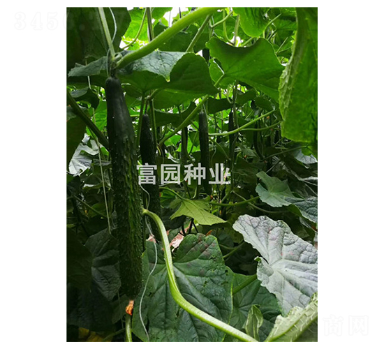 春風(fēng)1號-黃瓜種子-富園種業(yè)