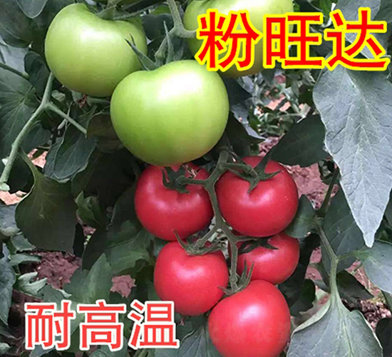 粉旺達(dá)-番茄種子-富園種業(yè)