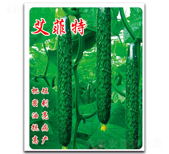 艾菲特-黃瓜種子-農(nóng)人農(nóng)業(yè)