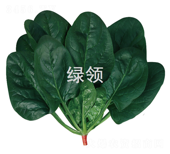 墨綠1805-菠菜種子-綠領(lǐng)種業(yè)