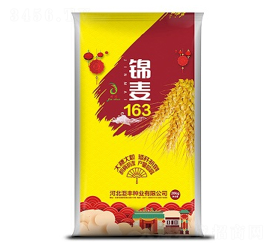 錦麥163-小麥種子-洰豐種業(yè)