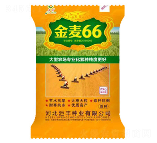 金麥66（20kg）-小麥種子-洰豐種業(yè)