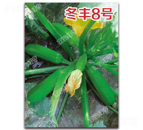 冬豐8號(hào)-西葫蘆種子-南澳綠亨