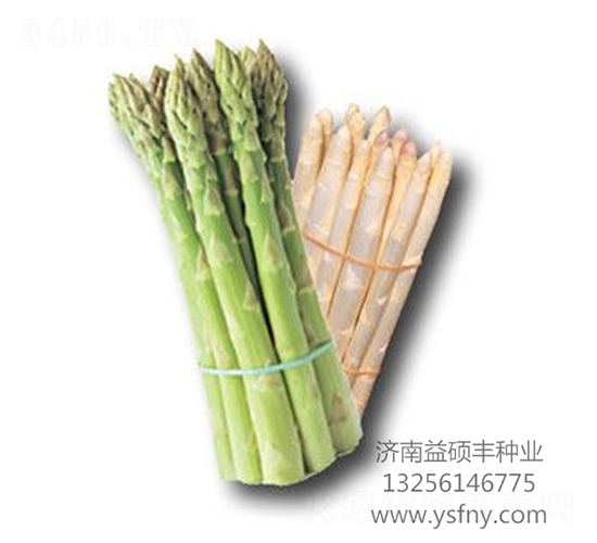 利姆-20F1-蘆筍種子-益碩豐農(nóng)業(yè)