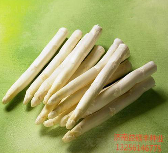 格蘭特-蘆筍種子-益碩豐農(nóng)業(yè)