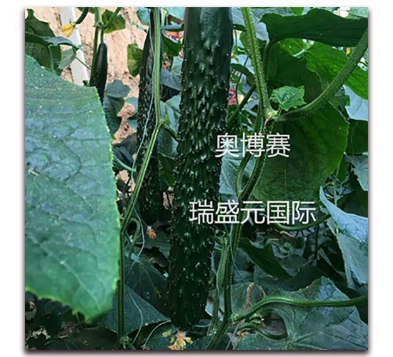 奧博賽-黃瓜種子-瑞盛元