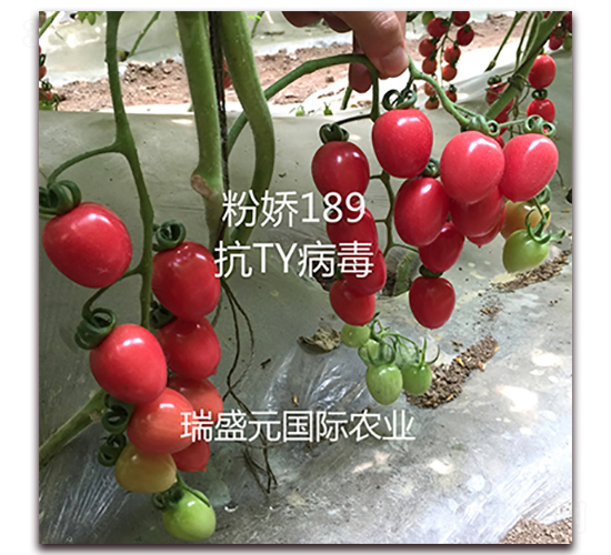 粉嬌189-櫻桃番茄種子-瑞盛元