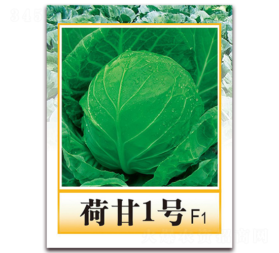 荷甘1號(hào)F1-中晚熟甘藍(lán)種子-中農(nóng)天騰