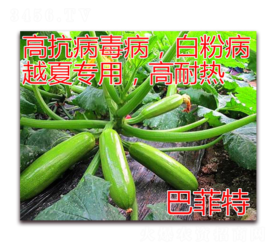 巴菲特-西葫蘆種子-億諾農(nóng)業(yè)