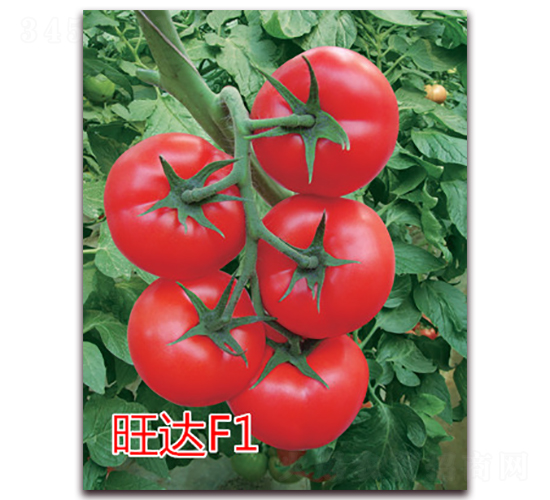 旺達(dá)F1-紅果番茄種子-億諾農(nóng)業(yè)