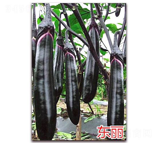 東麗-茄子種子-萬宇農(nóng)業(yè)