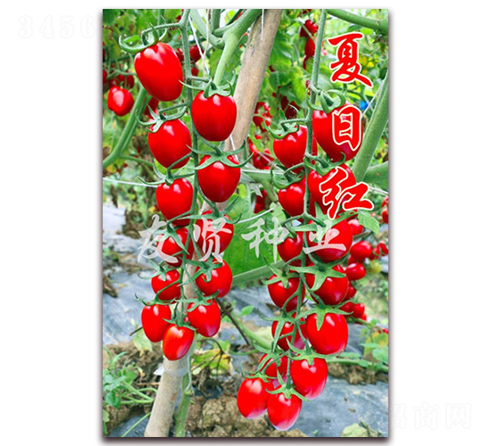 夏日紅-紅色櫻桃小番茄種子-友賢種業(yè)