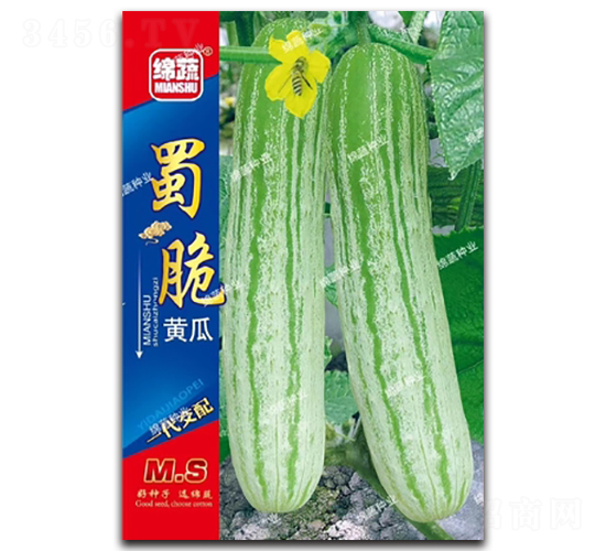 蜀脆-黃瓜種子-綿蔬種業(yè)