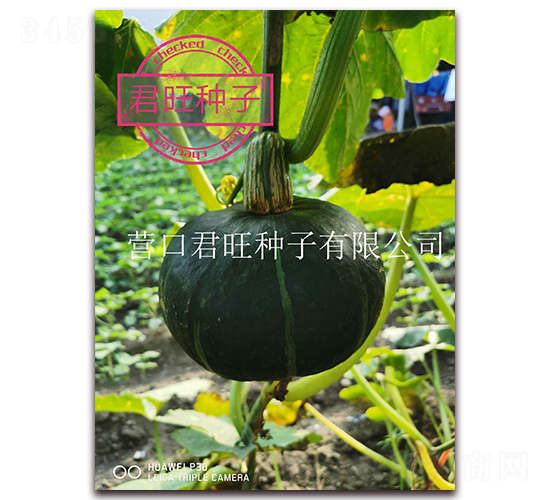 黑鉆-南瓜種子-營(yíng)口君旺