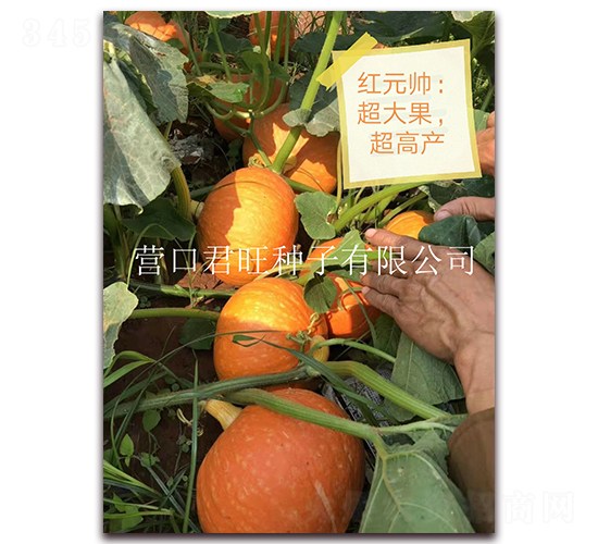 紅元帥-南瓜種子-營(yíng)口君旺