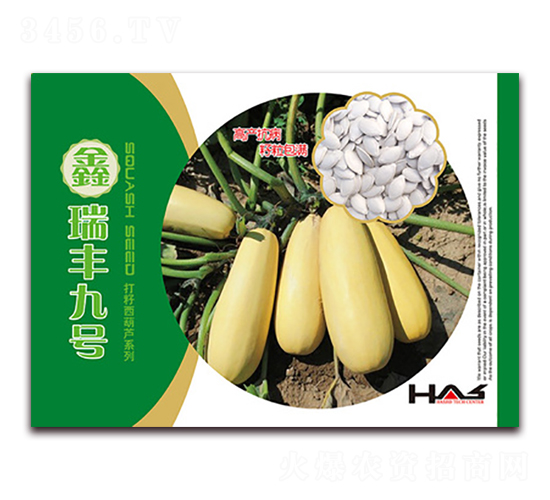 鑫瑞豐九號(hào)-打籽西葫蘆種子-鑫博大