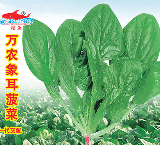 萬農(nóng)象耳菠菜-菠菜種子-萬農(nóng)高科