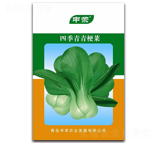 四季青青梗菜-青梗菜種子-申榮農(nóng)業(yè)