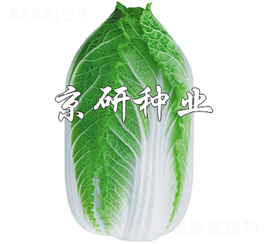 京春黃3號(hào)-白菜種子-京研種業(yè)