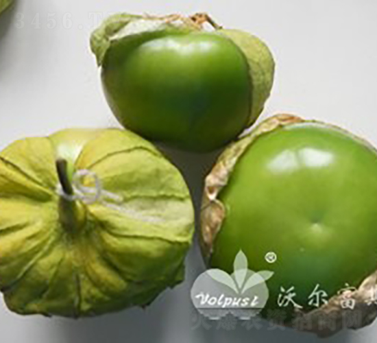 綠寶石F1（綠色帶皮特色番茄品種）-番茄種子-沃爾富斯