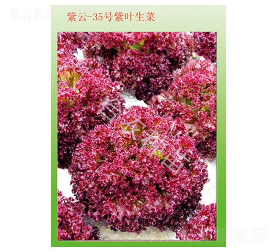 紫云35號(hào)紫葉生菜-生菜種子-臺(tái)農(nóng)種苗