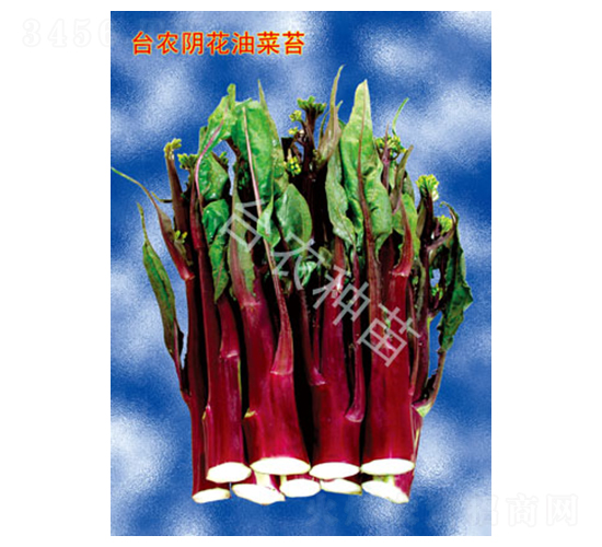 陰花油菜苔-菜苔種子-臺農(nóng)種苗