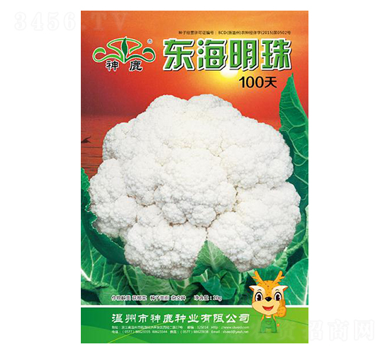 東海明珠100天-花椰菜種子-神鹿種業(yè)