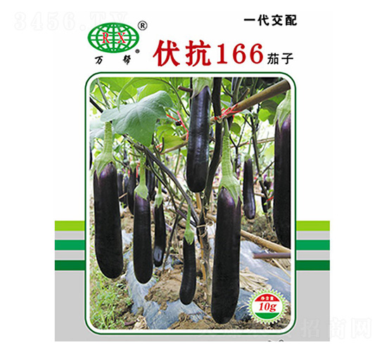 伏抗166茄子-茄子種子-萬邦種業(yè)