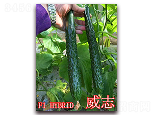 威志-黃瓜種子-冠盛農(nóng)業(yè)