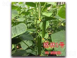 格林1號-黃瓜種子-冠盛農(nóng)業(yè)