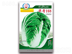 華青168-大白菜種子-華良種業(yè)