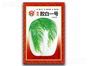 精純膠白一號(hào)-白菜種子-偉峰種業(yè)