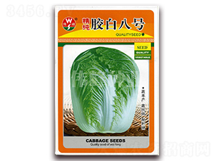 精純膠白八號(hào)-白菜種子-偉峰種業(yè)