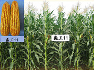 蠡玉11號(hào)-玉米種子-蠡玉