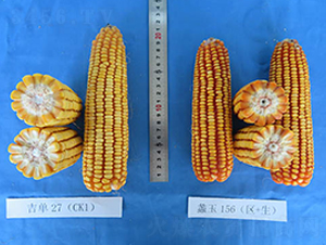 蠡玉156-玉米種子-蠡玉