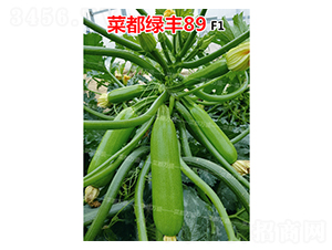 菜都綠豐89-西葫蘆種子-菜都萬盛