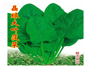 晶綠大葉菠菜-菠菜種子-睿優(yōu)農(nóng)業(yè)